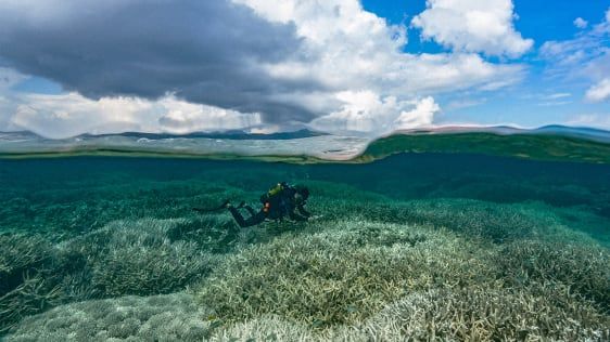 Можда је то наша последња шанса да спасимо чак и неколико коралних гребена од климатских промена