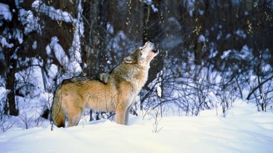 Цей законопроект загрожує вбивством 90% сірих вовків Айдахо