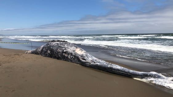 De ce mor atât de multe balene pe plajele din California?