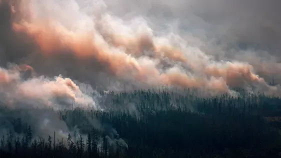 जंगल की आग सिर्फ 20 साल पहले जितने पेड़ थे, उससे दोगुनी मात्रा में जल रही है
