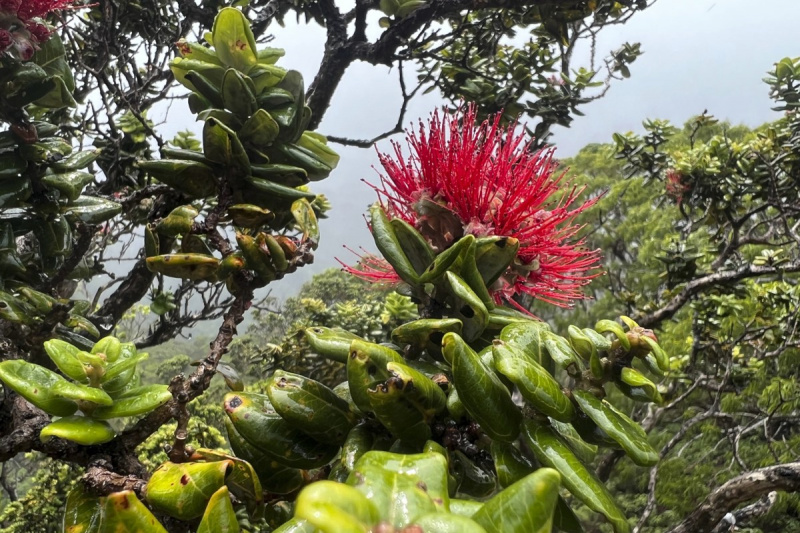 Há outro incêndio florestal no Havaí. Este está destruindo uma floresta tropical insubstituível em Oahu
