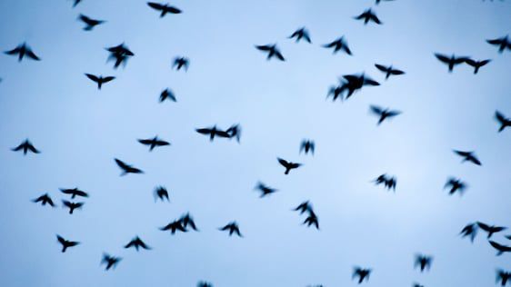 5 måter å etterligne Flappy Birds suksess - og unngå at den mislykkes