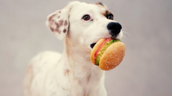 Nustokite laikytis savo šuns dietos