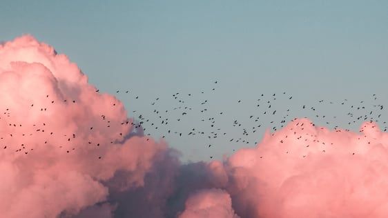Хората заливат Instagram с розови облаци, за да заглушат ужасяващи образи на убит тийнейджър