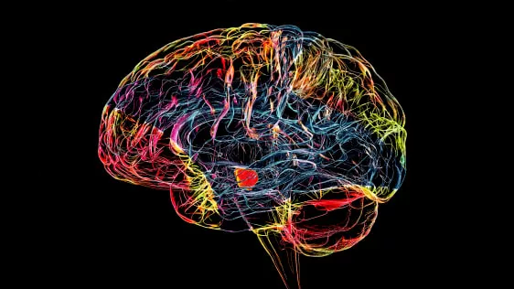 Зашто су неки људи леворуки? МРИ скенирање мозга коначно открива одговор