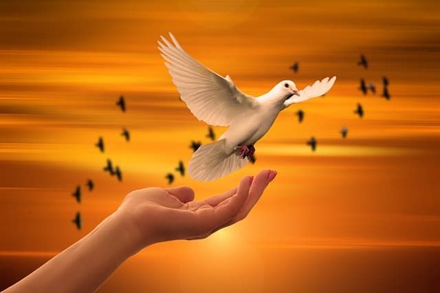 Imagem de um pássaro em uma mão simbolizando o anjo número 1221