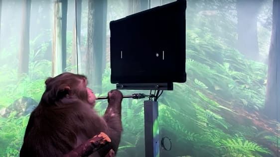 Elon Musk právě sdílel video opice ovládající Pong svým mozkem