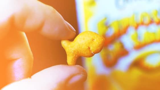 Ako krekery zlatých rybiek ovládli svet