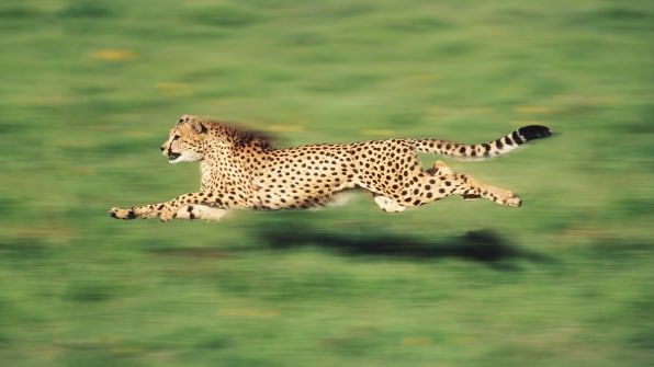 지구상에서 가장 빠른 동물은 치타가 아니다